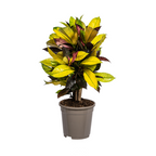 Codiaeum 'Croton' Iceton – Ø 17 cm, 40–60 cm hoch