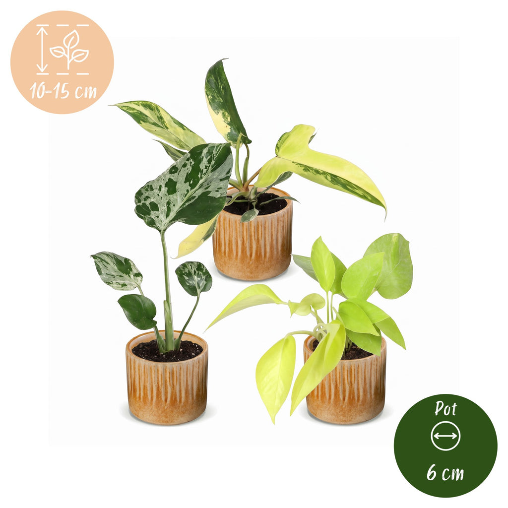 3× Baby Plants Tropical Mix incl. Linnea Honey – Ø6 cm, 10–15 cm tall – photo 5