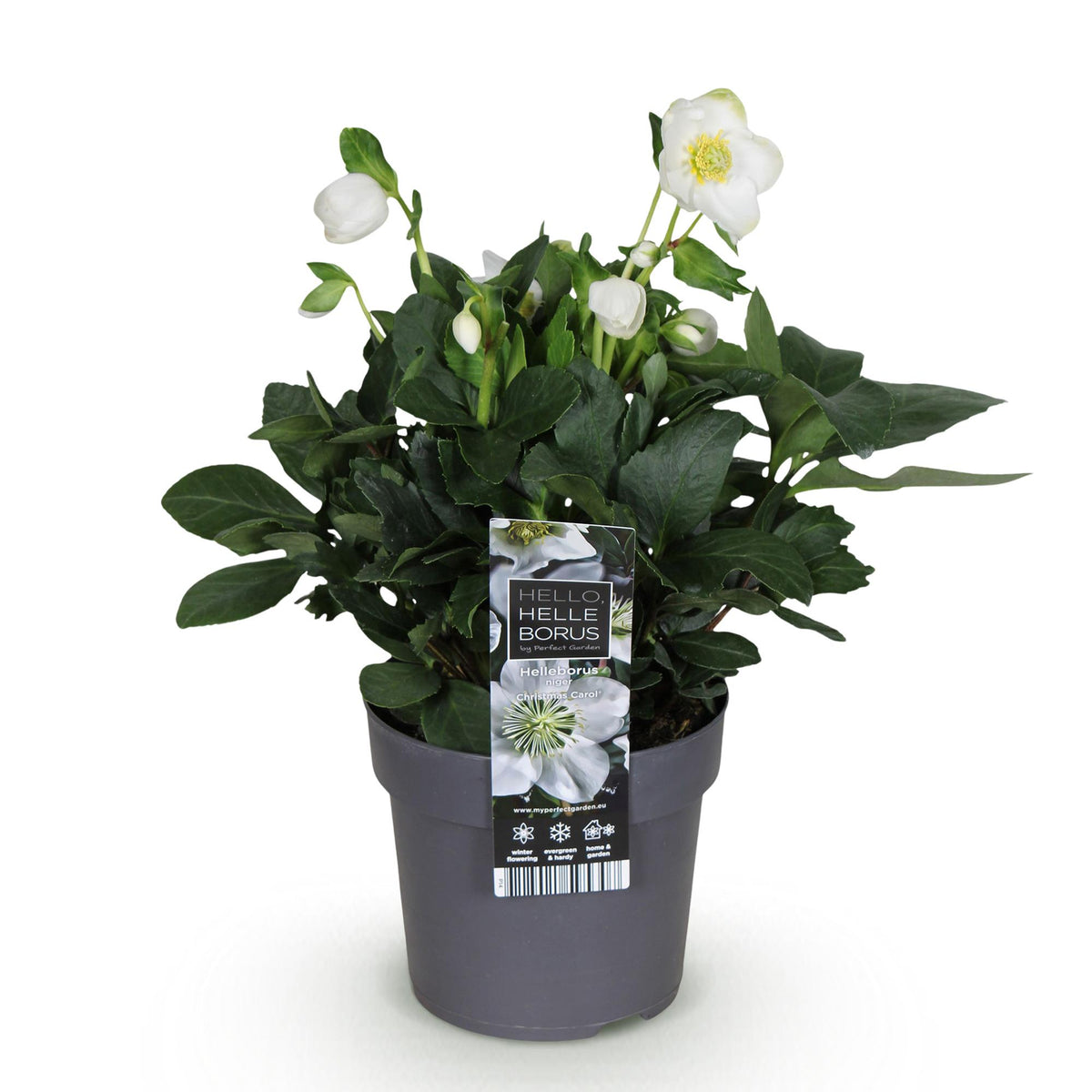 Helleborus 'Christmas Carol' (kerstroos) – Ø14 cm, 30 cm hoog – foto 2