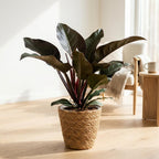 Philodendron Imperial Red med kurv – Ø19 cm, 60 cm høj