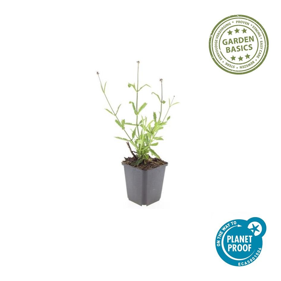 Verbena bon. 'Lollipop' (Eisenhart) – 60 Pflanzen, Ø9 cm, 10–25 cm hoch – Bild 3