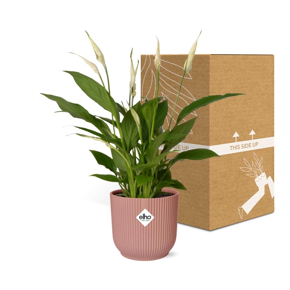 Spathiphyllum 12 cm Torelli in ELHO Vibes Fold 14 cm pink (peace lily) – 45 cm tall – photo 5