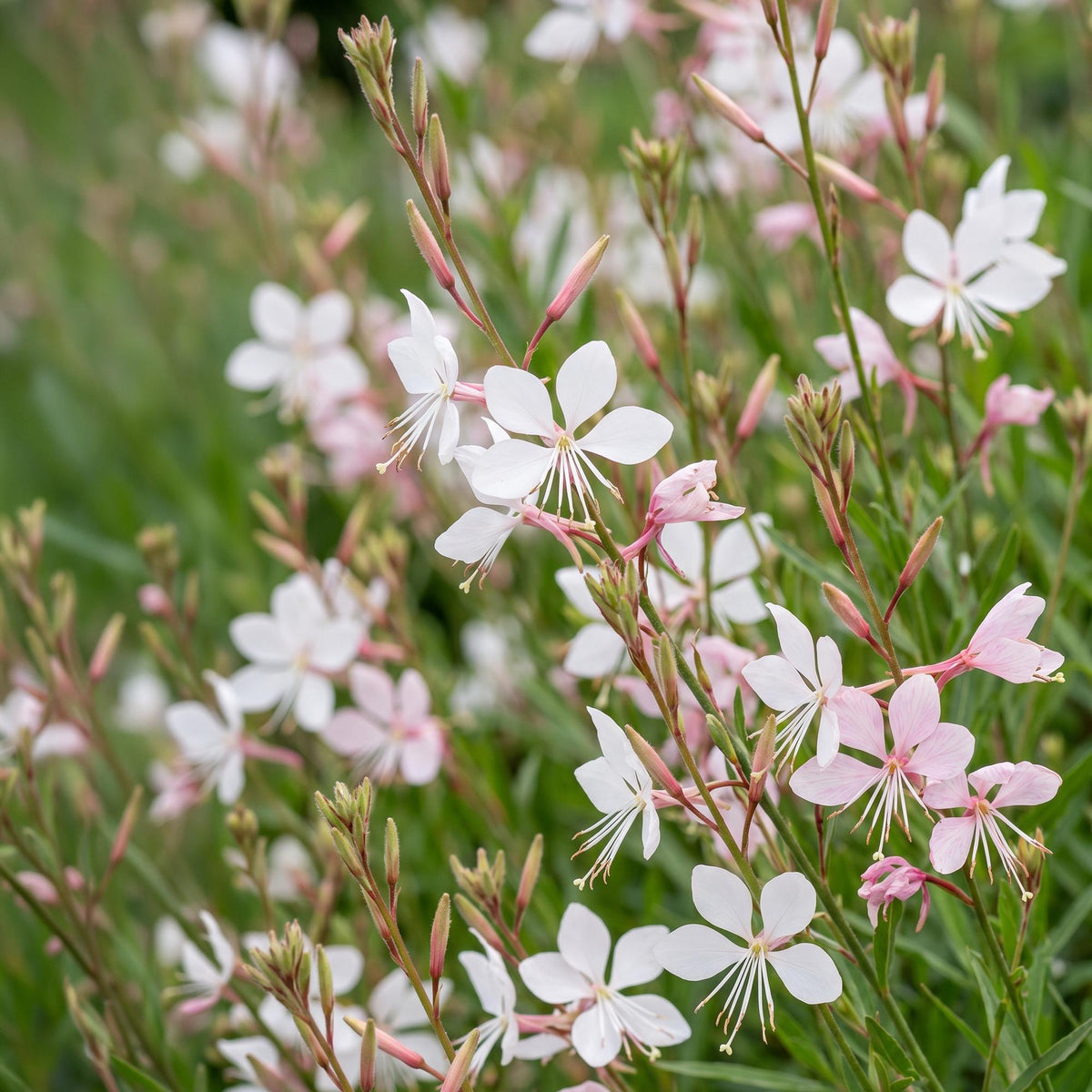 Gaura lindh. 'Whirling Butterflies' (prachtkaars) – white – 24 plants, Ø11 cm, 15–25 cm high – photo 5