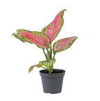 Aglaonema Red Valentine – Ø6 cm, 12 cm de haut