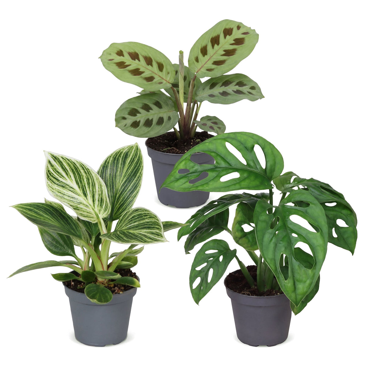 3× Coffret surprise de plantes d’intérieur – Ø 6 cm, 5–15 cm de haut