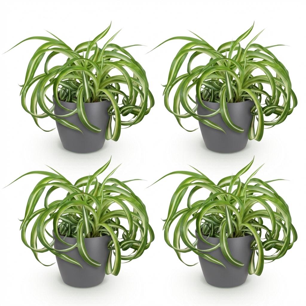 4× Chlorophytum comosum Bonnie (plante-araignée) en pot décoratif Potter gris – Ø12 cm, 20 cm de haut – photo 2