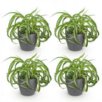 4× Chlorophytum comosum Bonnie (plante-araignée) en pot décoratif Potter gris – Ø12 cm, 20 cm de haut