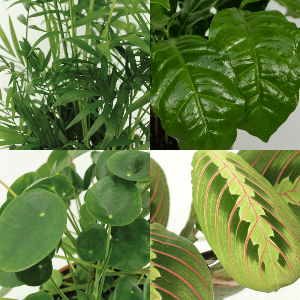 4× Plantemiks – Ø12 cm, 20–40 cm høj – dyrevenlig