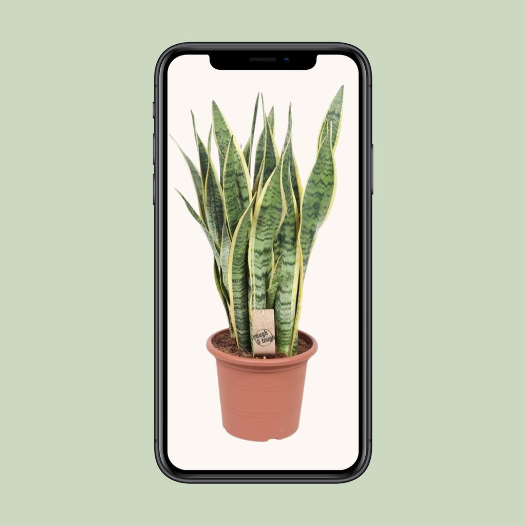 Sansevieria trifasciata Laurentii (svigermors tunge) – Ø25 cm, 85 cm høj