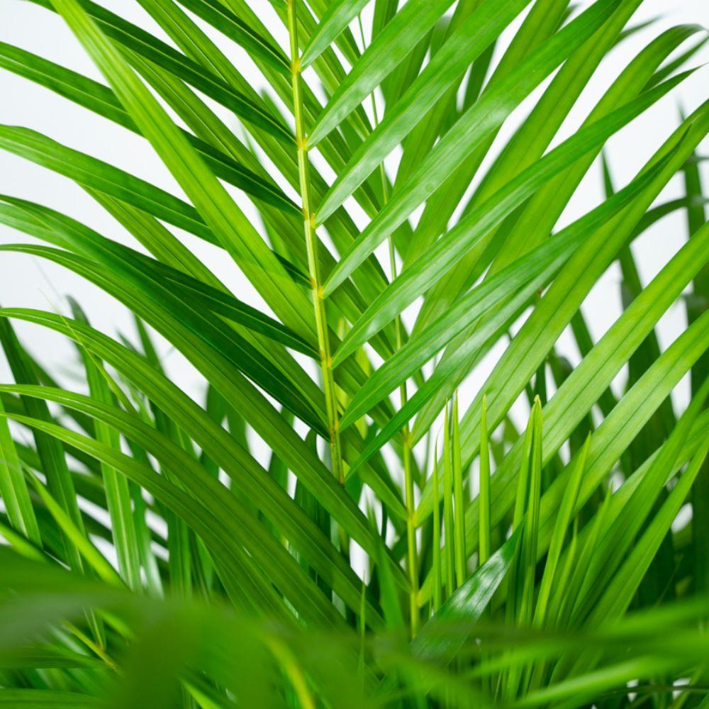 Palmier areca (Dypsis) – Ø24 cm