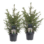 2× Picea omorika (kerstboompje) – Ø23 cm, 70 cm hoog