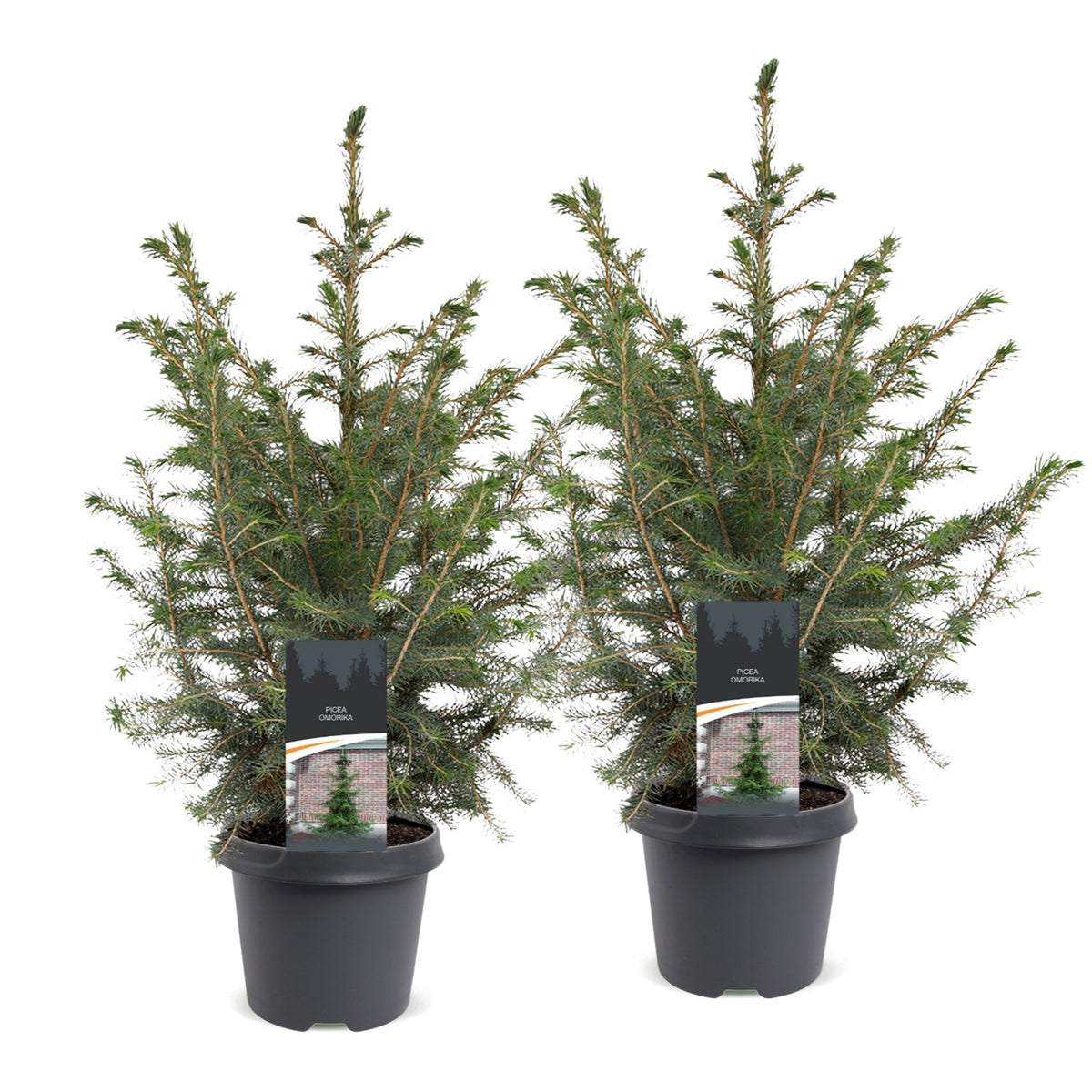 2× Picea omorika (kerstboompje) – Ø23 cm, 70 cm hoog