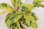 Calathea Fusion Yellow en – Ø14 cm, 45–55 cm de haut