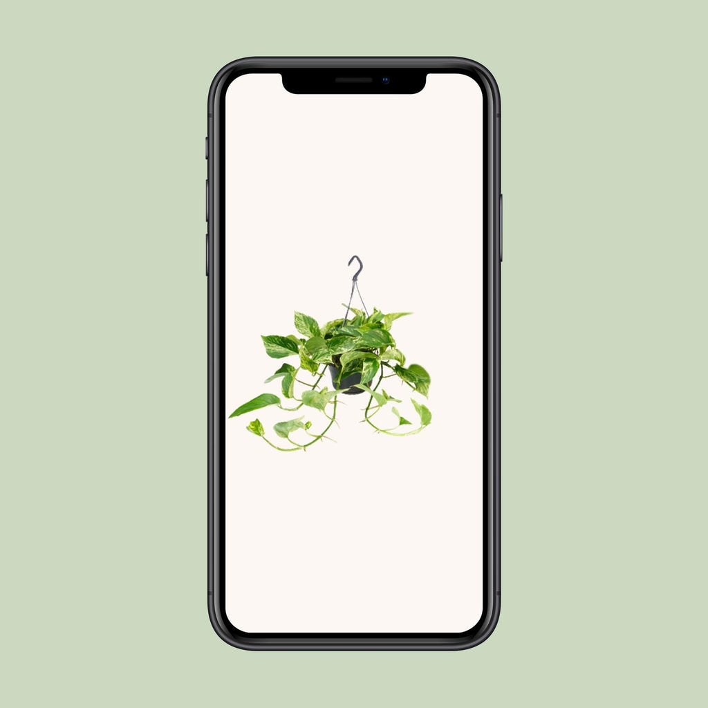 Epipremnum Marble Queen (Scindapsus) – Ø 15 cm, 25 cm hoch – Art. 2882
