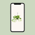 Epipremnum Marble Queen (Scindapsus) – Ø 15 cm, 25 cm hoch – Art. 2882