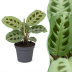 Maranta leu. 'Kerchoveana' (bedplant) – Ø6 cm, 12 cm høj