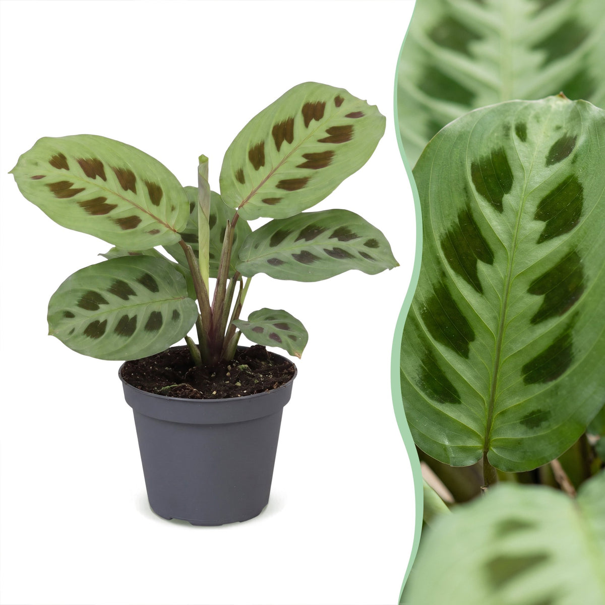 Maranta leu. 'Kerchoveana' (bedplant) – Ø6 cm, 12 cm høj