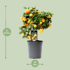 Citrus 'Calamondin' (mini citrus tree) – Ø15 cm, 40 cm high