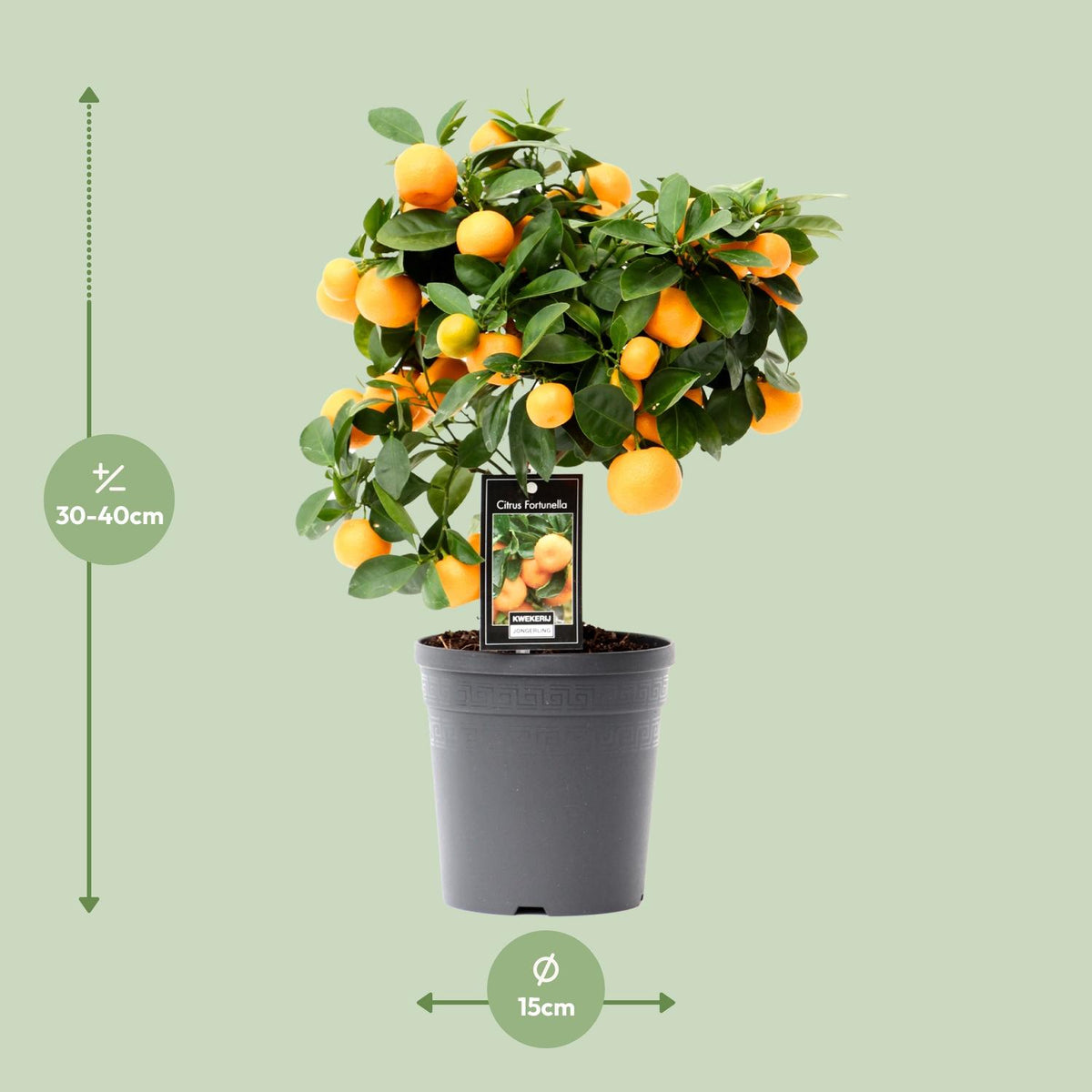 Citrus 'Calamondin' (citrusboompje) – Ø15 cm, 40 cm hoog