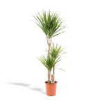 Dracaena marginata (arbre dragonnier) – Ø21 cm, 110 cm de haut
