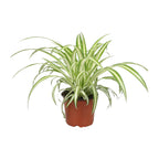 Chlorophytum (græsløg) – Ø12 cm, 25 cm høj