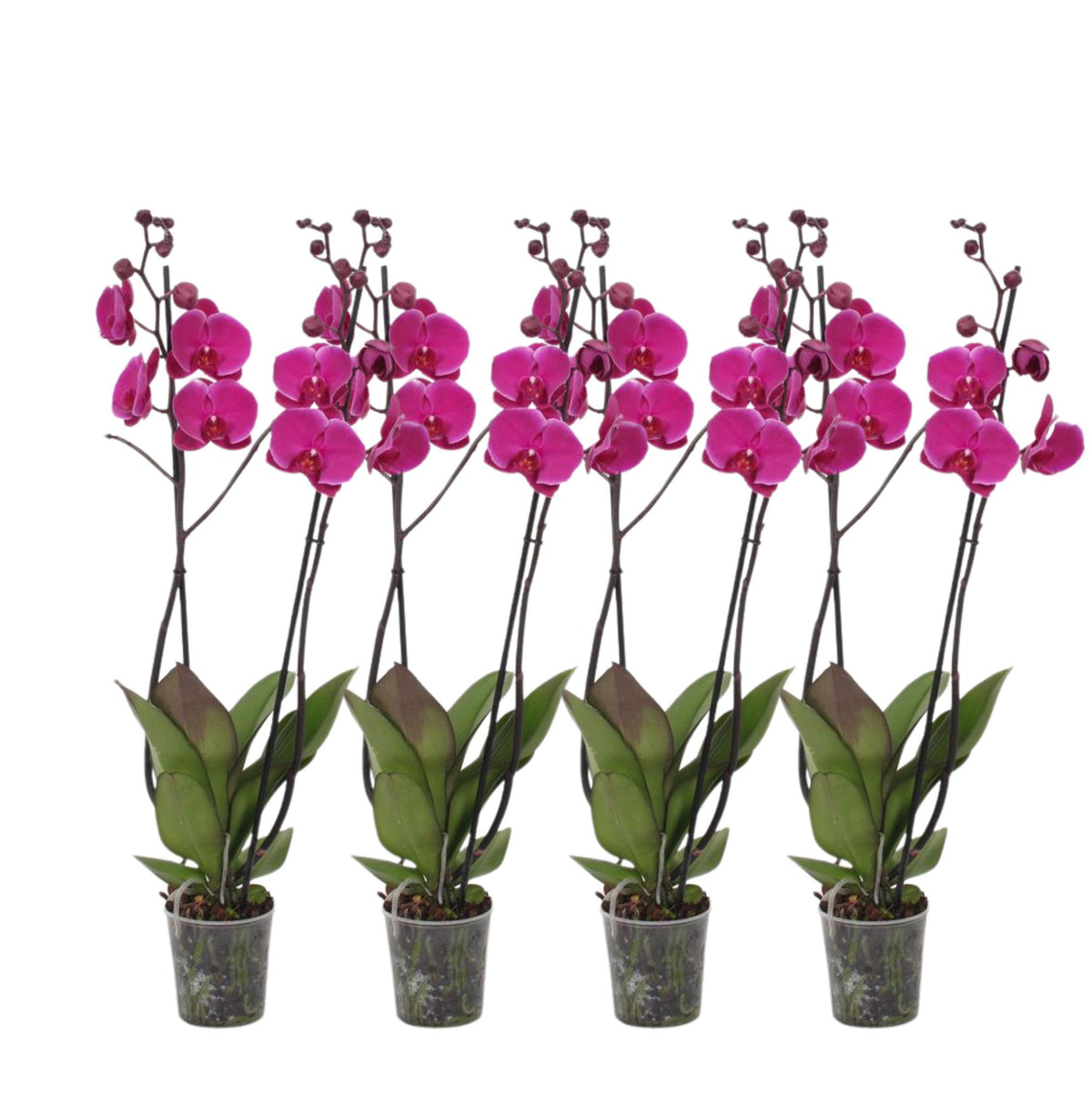 4× Phalaenopsis Joyride (orchidee) – Ø12 cm, 60 cm hoog