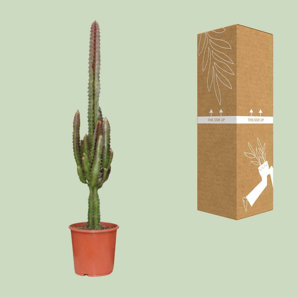 Euphorbia Trigona Rubra – Ø17 cm, 70 cm de haut
