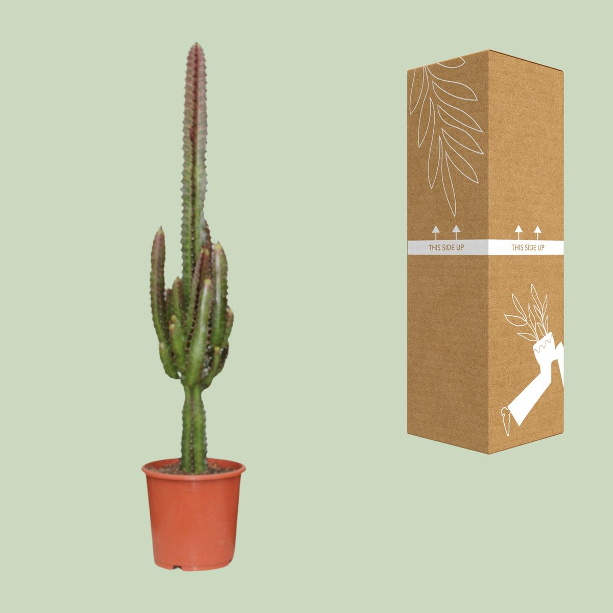 Euphorbia Trigona Rubra – Ø17 cm, 70 cm hoog
