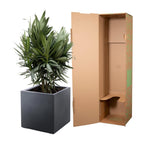 Nerium 'Oleander' – Ø19 cm, 70 cm high
