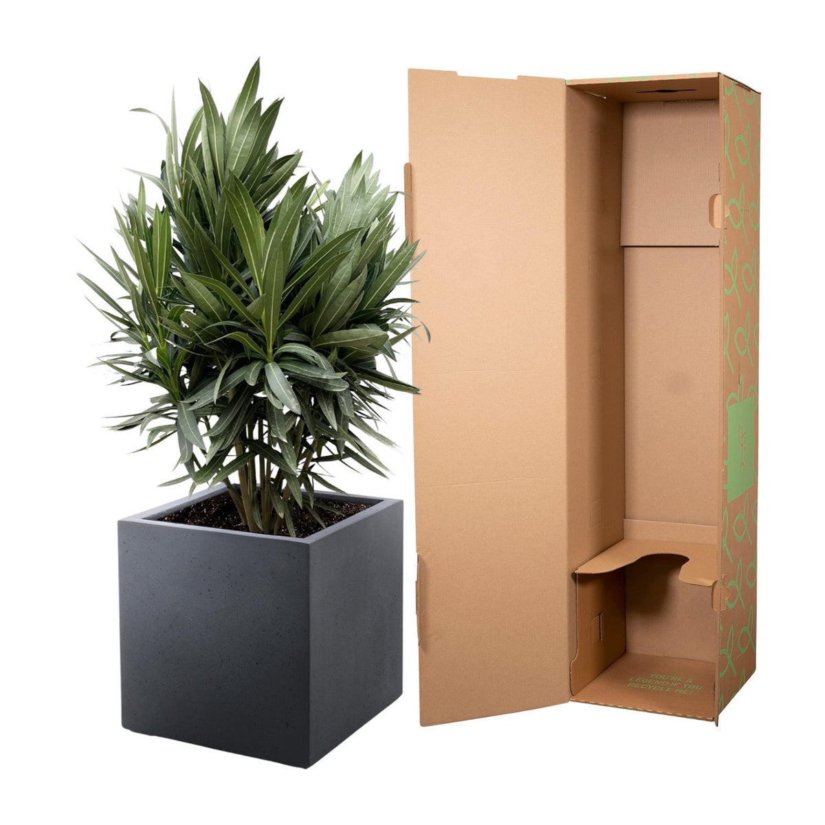 Nerium 'Oleander' – Ø19 cm, 70 cm high – photo 3