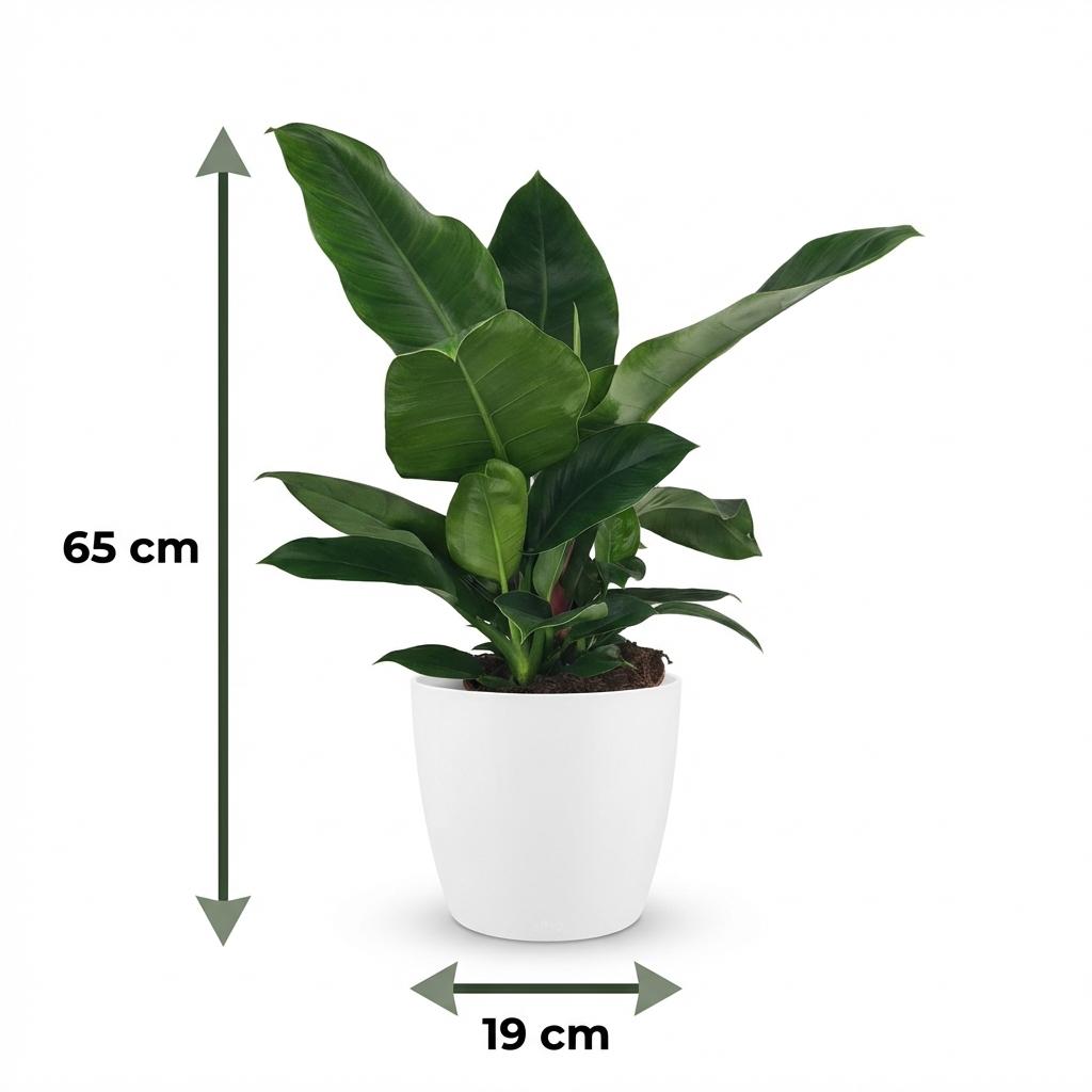 Philodendron Imperial Green dans pot de culture blanc – Ø19 cm, 65 cm de haut