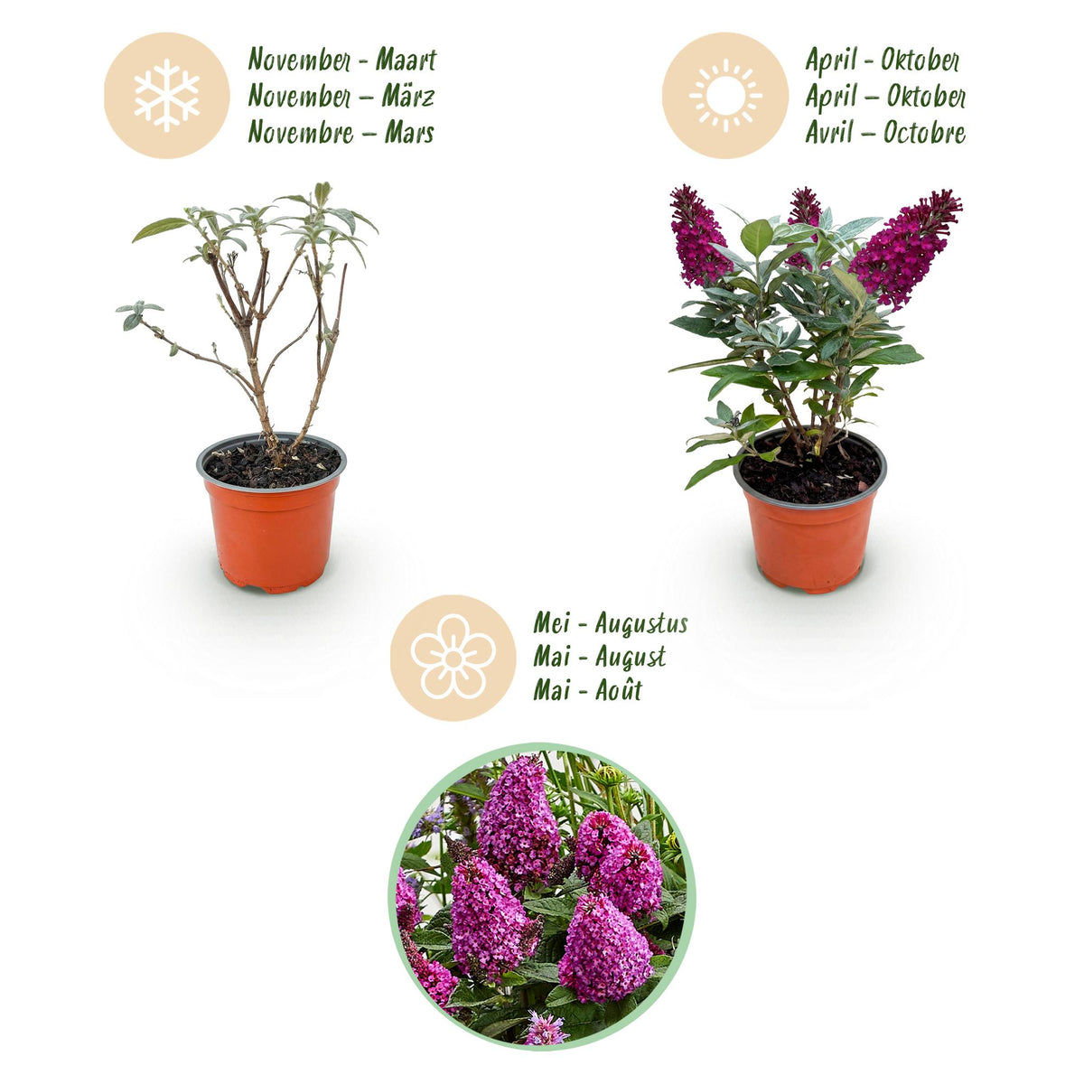 Buddleja davidii 'Butterfly Candy Little Ruby' (vlinderstruik) – rood – Ø12 cm, 20–25 cm hoog