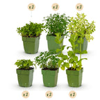Kantpakke med teurter – 12 planter, Ø11 cm, 15–25 cm høje