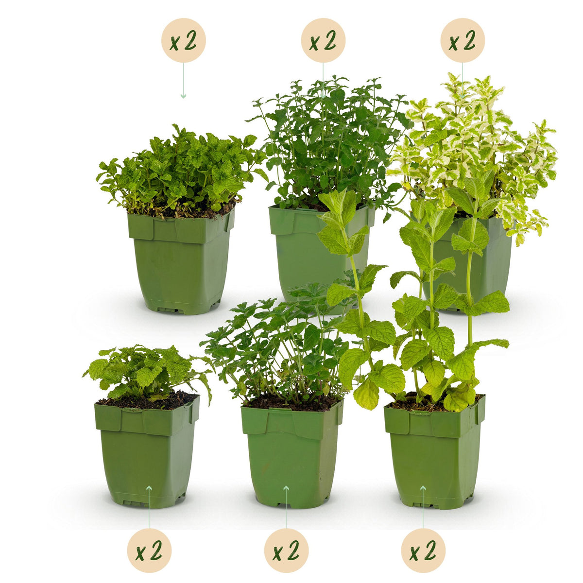 Borderpakket theekruiden – 12 planten, Ø11 cm, 15–25 cm hoog