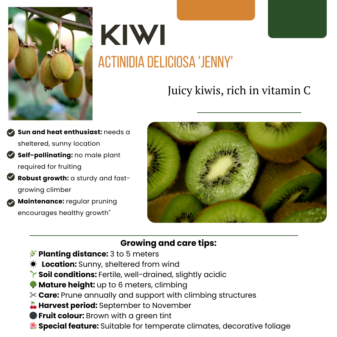 Kiwiplant (Actinidia) biologisch – 3 planten, Ø13 cm, 20 cm hoog