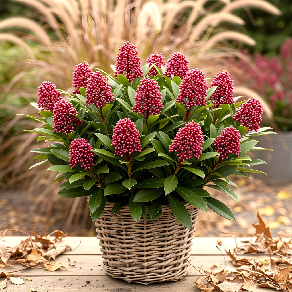 Skimmia japonica 'Rubella' – rot – 3 Pflanzen, Ø11 cm, 25 cm hoch – Bild 4