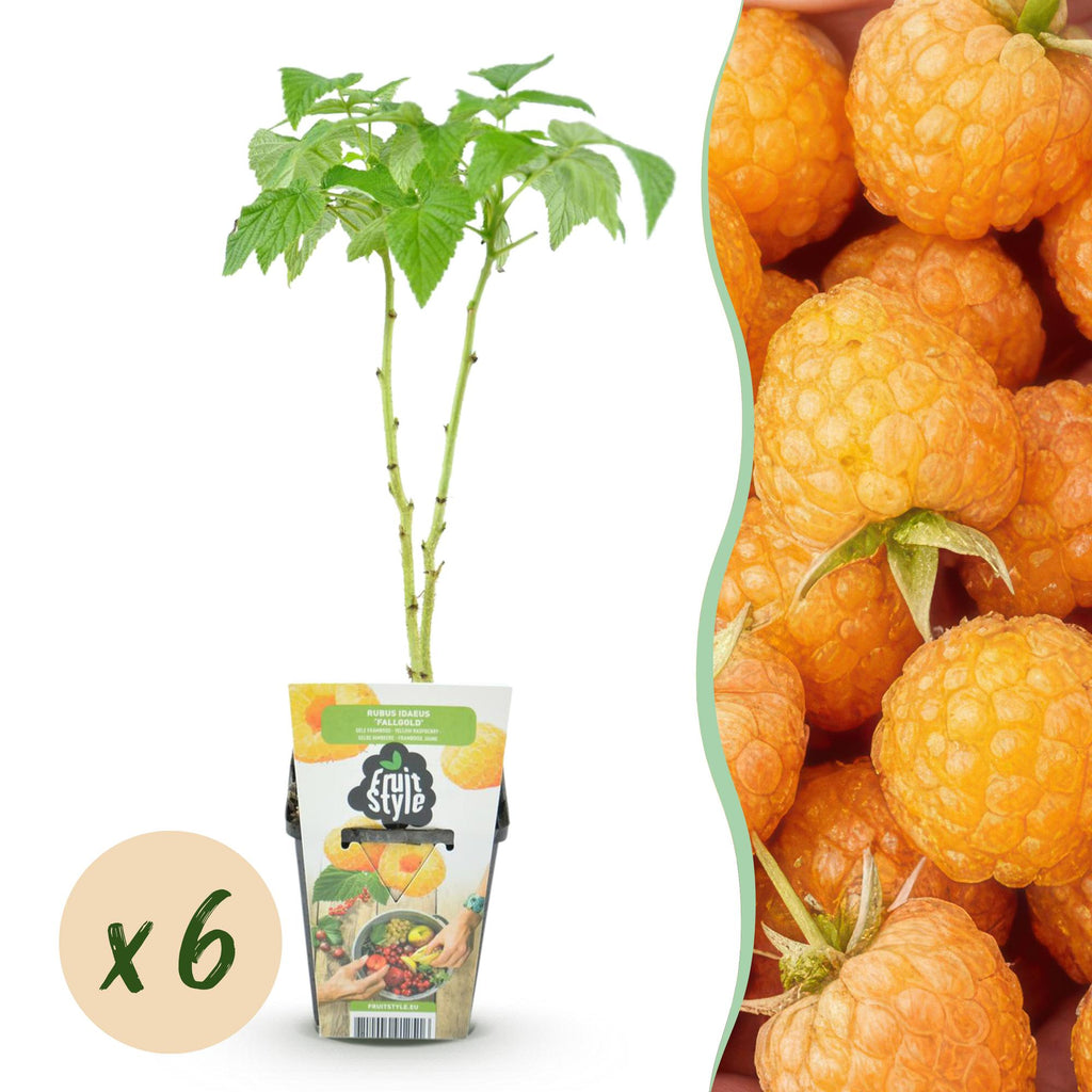 Rubus idaeus 'Fallgold' (raspberry) – 6 plants, Ø9 cm, 35 cm high – photo 2