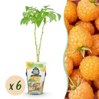 Rubus idaeus 'Fallgold' (raspberry) – 6 plants, Ø9 cm, 35 cm high