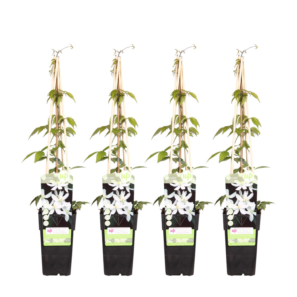 Clematis montana 'Grandiflora' (Gebirgs-Waldrebe) – 4 Pflanzen, Ø15 cm, 65 cm hoch