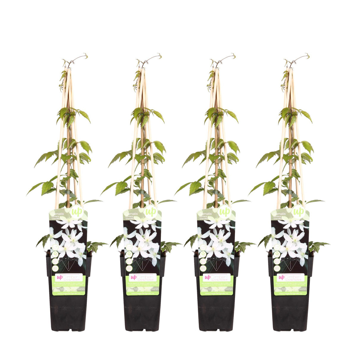 Clematis montana 'Grandiflora' (Gebirgs-Waldrebe) – 4 Pflanzen, Ø15 cm, 65 cm hoch
