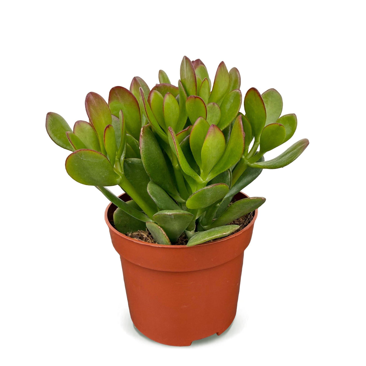 Crassula ovata (plante à jade) – Ø 12 cm, 16 cm de haut