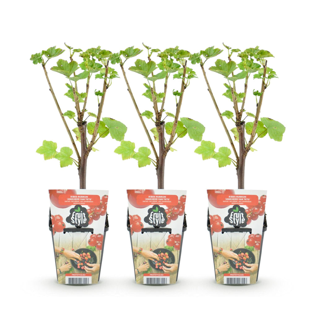 Ribes rubrum 'Jonkheer Van Tets' (currant bush) – 3 plants, Ø9 cm, 35 cm high – photo 2