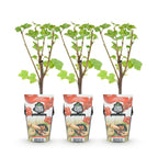 Ribes rubrum 'Jonkheer Van Tets' (currant bush) – 3 plants, Ø9 cm, 35 cm high