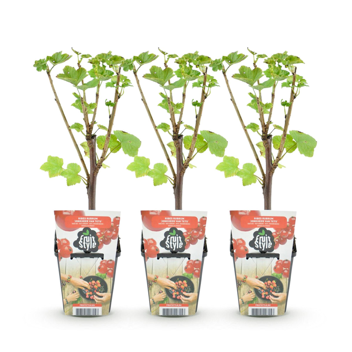 Ribes rubrum 'Jonkheer Van Tets' (bessenstruik) – 3 planten, Ø9 cm, 35 cm hoog – foto 2