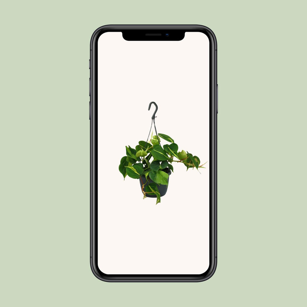 Philodendron scandens Brasil – Ø15 cm, 35 cm hoog