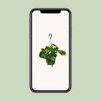 Philodendron scandens Brasil – Ø15 cm, 35 cm hoog