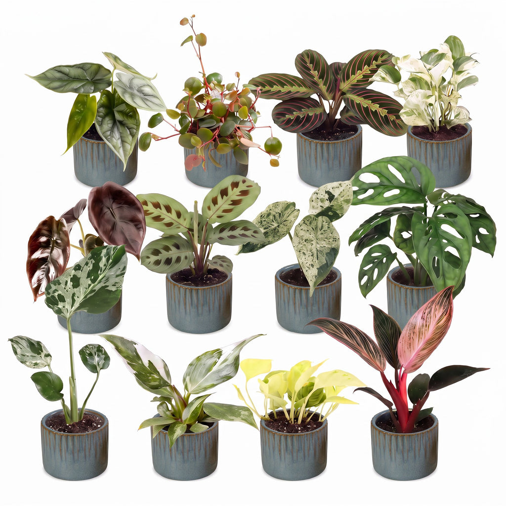 12× Verrassingsbox kamerplantjes incl. Linnea Misty Blue – Ø6 cm, 5–15 cm hoog