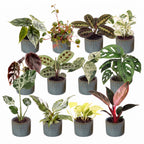 12× Verrassingsbox kamerplantjes incl. Linnea Misty Blue – Ø6 cm, 5–15 cm hoog