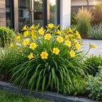 Hemerocallis 'Stella D’Oro' (daglelie) – geel – 6 planten, Ø11 cm, 15–25 cm hoog