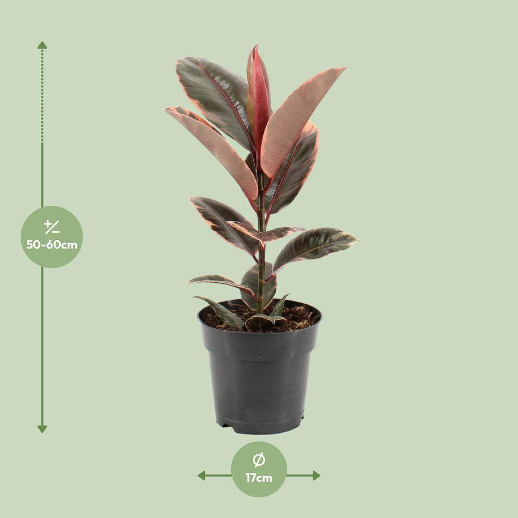 Ficus elastica Belize (gummitræ) – Ø17 cm, 55 cm høj